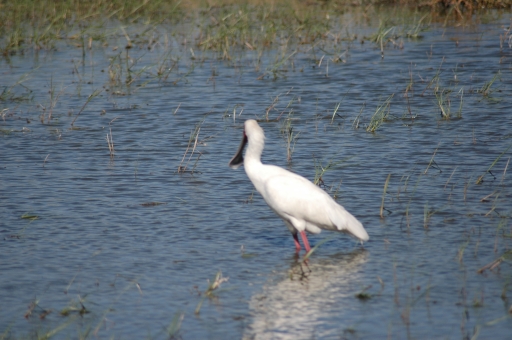 S egret reflection 